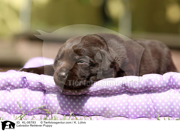 Labrador Retriever Welpe / Labrador Retriever Puppy / KL-06783