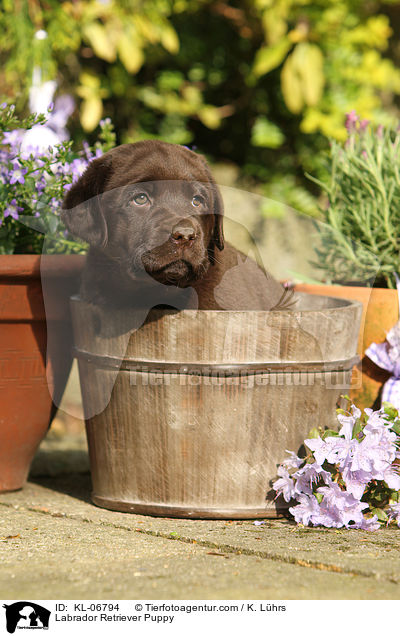Labrador Retriever Welpe / Labrador Retriever Puppy / KL-06794