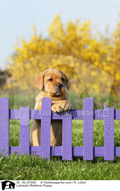 Labrador Retriever Welpe / Labrador Retriever Puppy / KL-07006