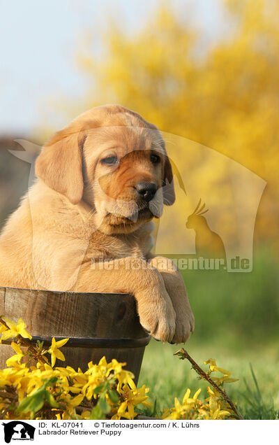 Labrador Retriever Welpe / Labrador Retriever Puppy / KL-07041
