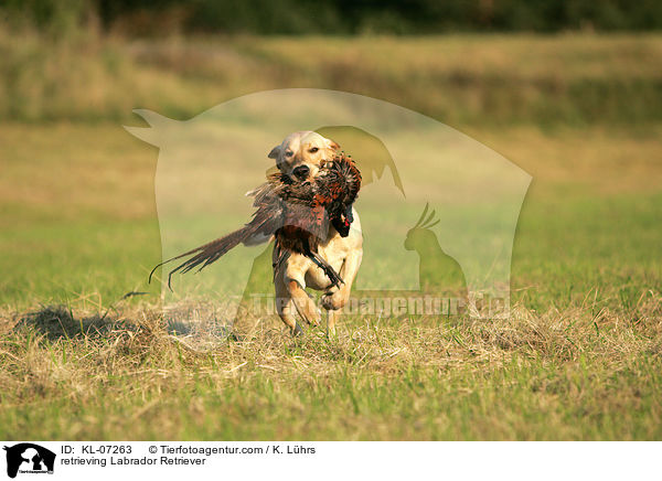 retrieving Labrador Retriever / KL-07263