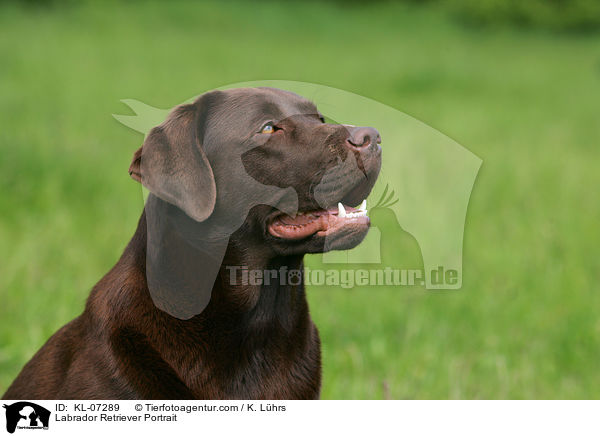 Labrador Retriever Portrait / KL-07289