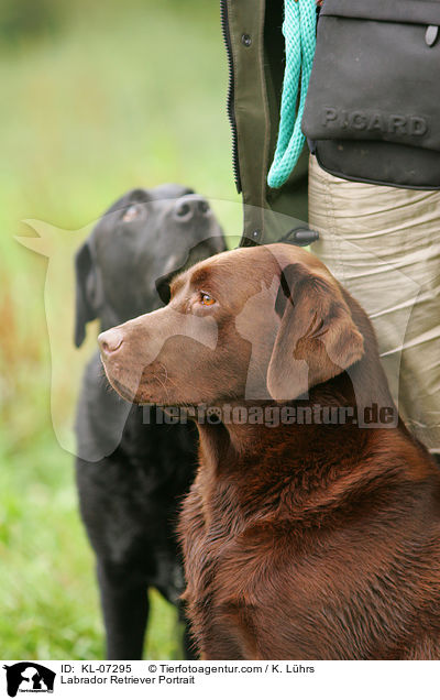 Labrador Retriever Portrait / KL-07295