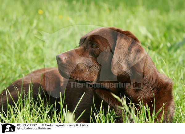 lying Labrador Retriever / KL-07297