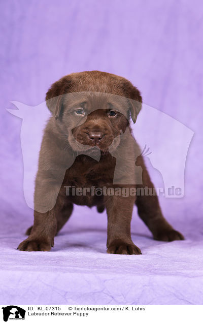 Labrador Retriever Puppy / KL-07315