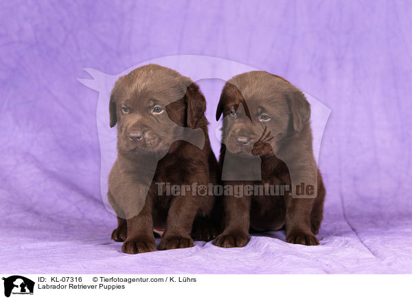 Labrador Retriever Puppies / KL-07316