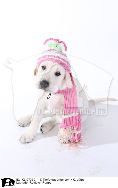 Labrador Retriever Puppy / KL-07369