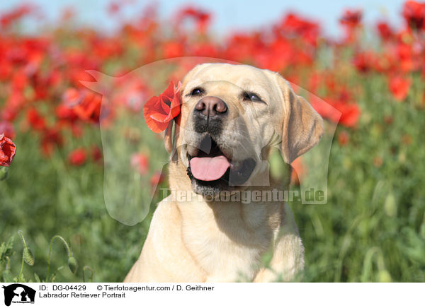 Labrador Retriever Portrait / Labrador Retriever Portrait / DG-04429