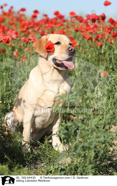 sitzender Labrador Retriever / sitting Labrador Retriever / DG-04430