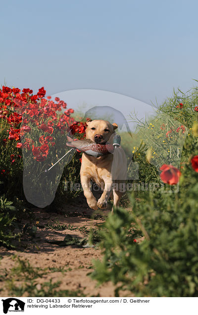 apportierender Labrador Retriever / retrieving Labrador Retriever / DG-04433