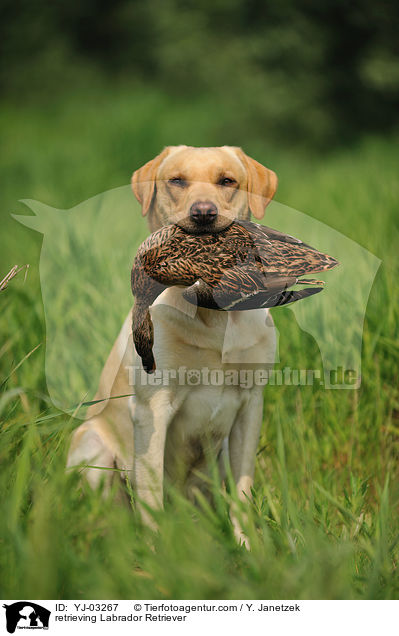 apportierender Labrador Retriever / retrieving Labrador Retriever / YJ-03267