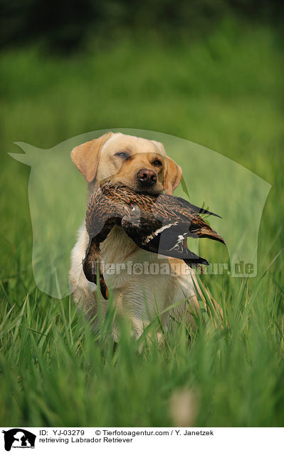 apportierender Labrador Retriever / retrieving Labrador Retriever / YJ-03279