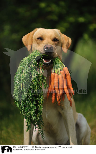 apportierender Labrador Retriever / retrieving Labrador Retriever / YJ-03281