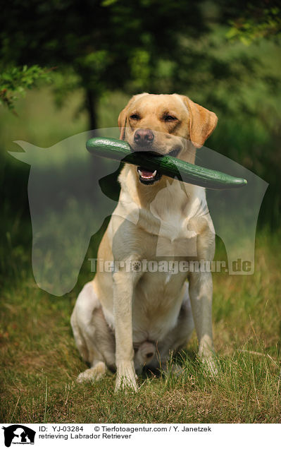 apportierender Labrador Retriever / retrieving Labrador Retriever / YJ-03284