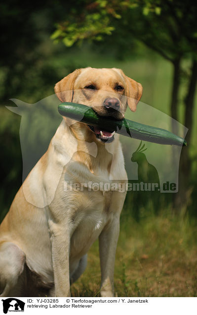 apportierender Labrador Retriever / retrieving Labrador Retriever / YJ-03285
