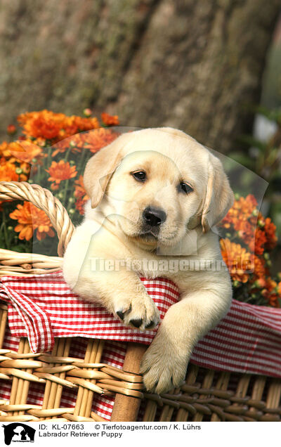 Labrador Retriever Puppy / KL-07663