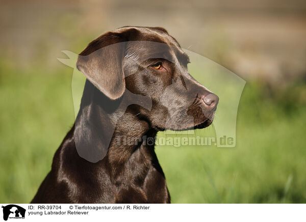 young Labrador Retriever / RR-39704