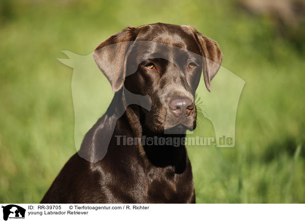 young Labrador Retriever / RR-39705