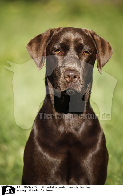 young Labrador Retriever / RR-39709