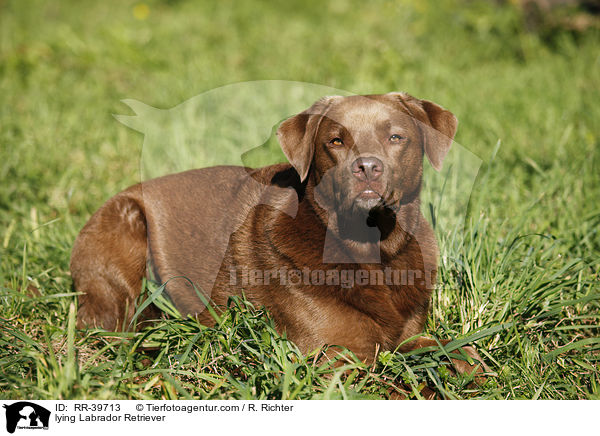 lying Labrador Retriever / RR-39713