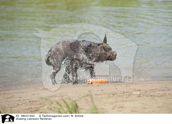 shaking Labrador Retriever / NN-01492