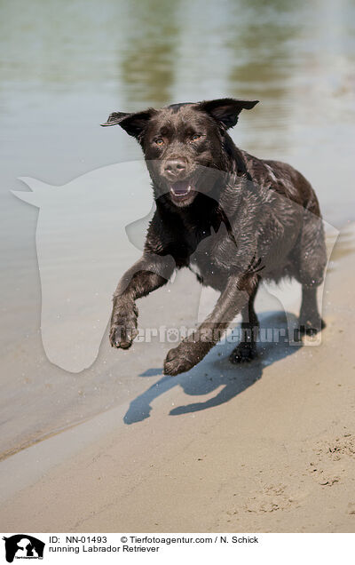 running Labrador Retriever / NN-01493