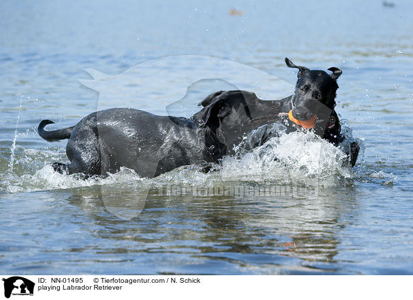 playing Labrador Retriever / NN-01495