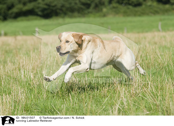 running Labrador Retriever / NN-01507