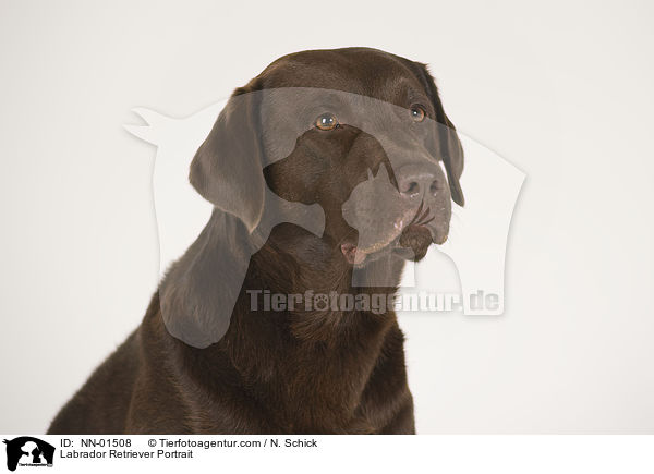 Labrador Retriever Portrait / NN-01508