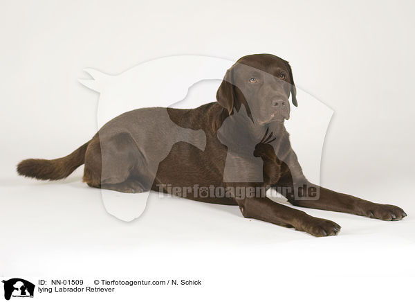 lying Labrador Retriever / NN-01509