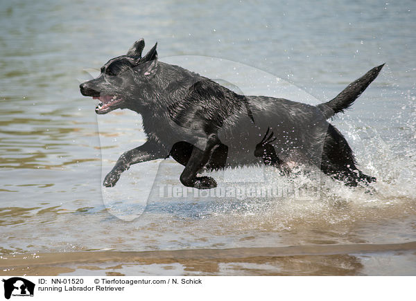 running Labrador Retriever / NN-01520