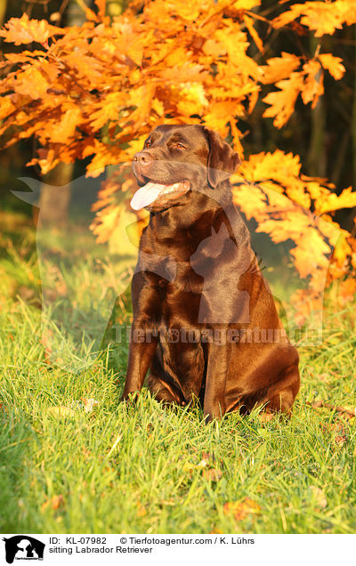 sitting Labrador Retriever / KL-07982