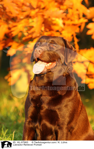 Labrador Retriever Portrait / KL-07983