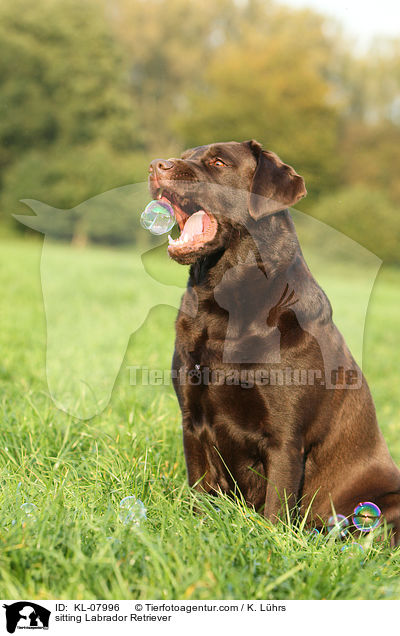sitting Labrador Retriever / KL-07996