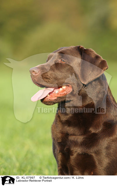 Labrador Retriever Portrait / KL-07997