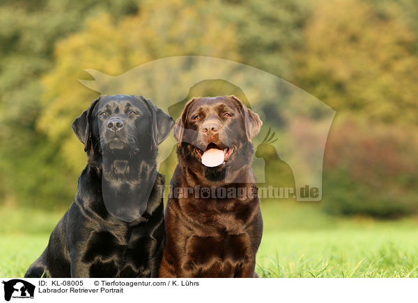 Labrador Retriever Portrait / KL-08005