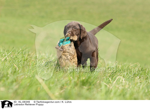 Labrador Retriever Puppy / KL-08346