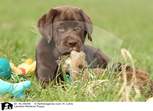Labrador Retriever Puppy / KL-08348
