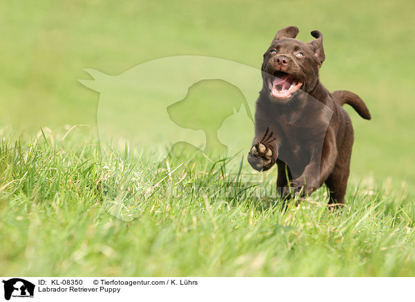 Labrador Retriever Puppy / KL-08350