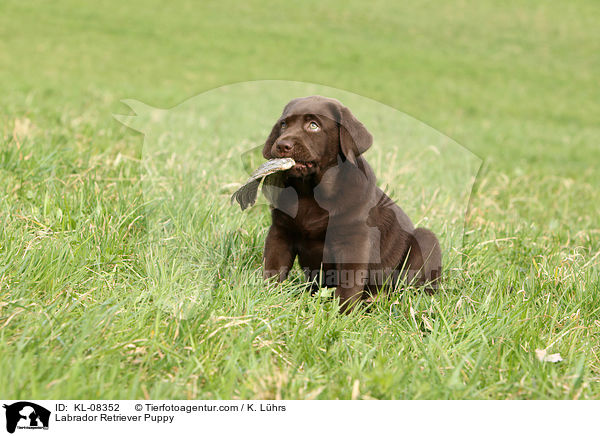 Labrador Retriever Puppy / KL-08352