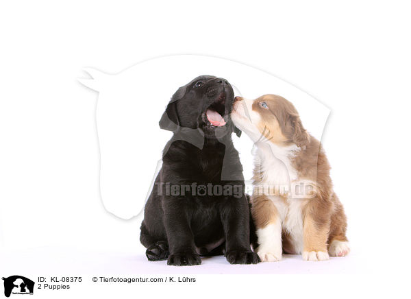 2 Puppies / KL-08375