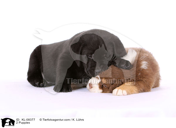 2 Welpen / 2 Puppies / KL-08377