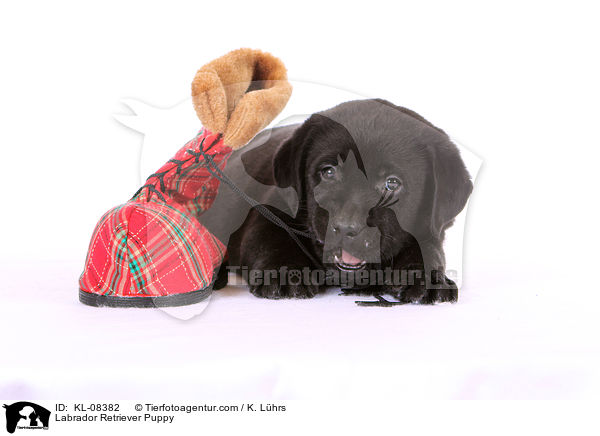 Labrador Retriever Puppy / KL-08382