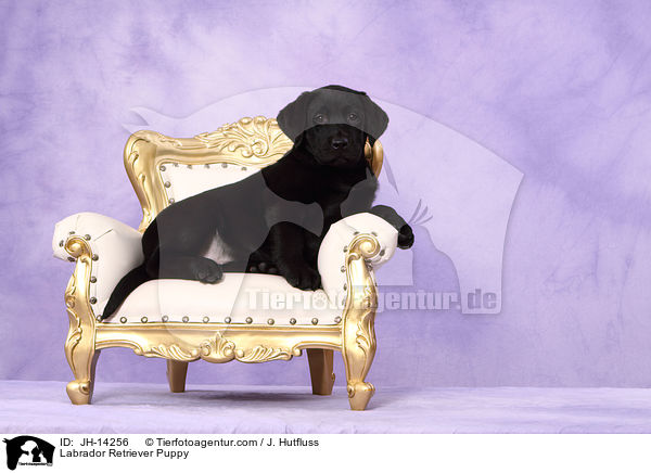 Labrador Retriever Welpe / Labrador Retriever Puppy / JH-14256