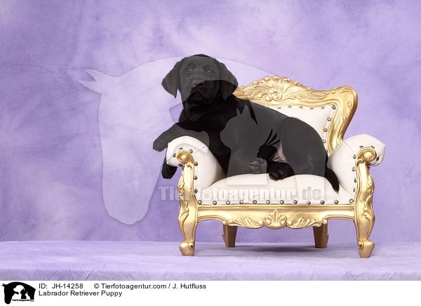Labrador Retriever Welpe / Labrador Retriever Puppy / JH-14258