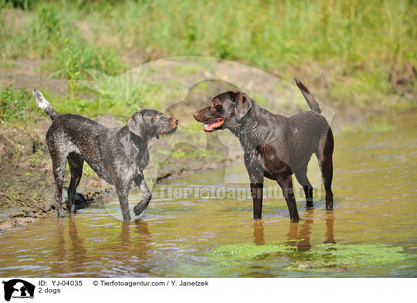 2 dogs / YJ-04035
