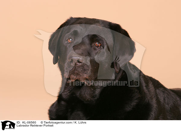 Labrador Retriever Portrait / KL-08560