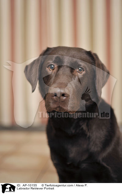 Labrador Retriever Portrait / AP-10155