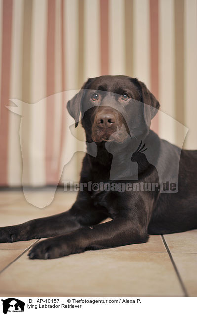 lying Labrador Retriever / AP-10157