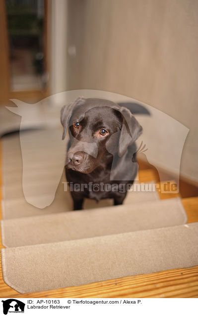 Labrador Retriever / AP-10163